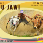 Paket Tour Pacu Jawi Tanah Datar Sumbar - Travel Wisata Padang Bukittinggi - Sumatera Barat