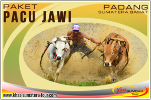 Paket Tour Pacu Jawi Tanah Datar Sumbar - Travel Wisata Padang Bukittinggi - Sumatera Barat